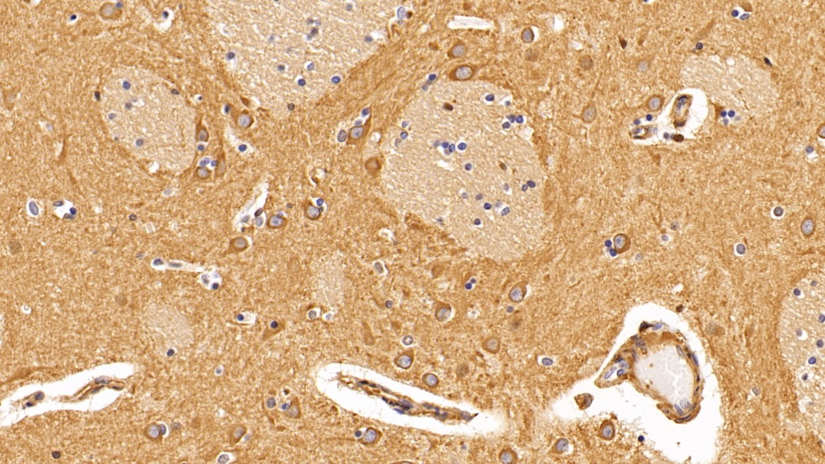 Anti-Beta Actin (ACTB) Monoclonal Antibody