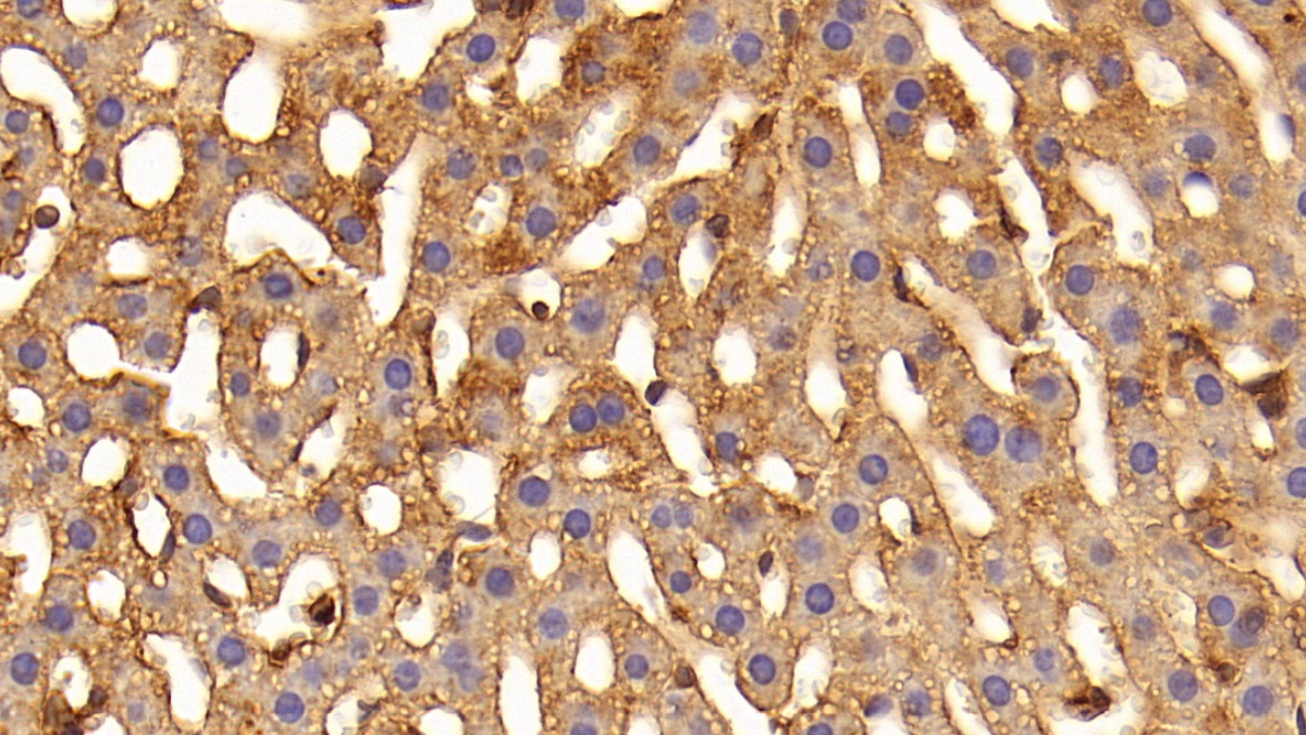 Anti-Beta Actin (ACTB) Monoclonal Antibody