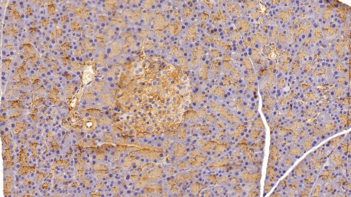 Anti-Beta Actin (ACTB) Monoclonal Antibody