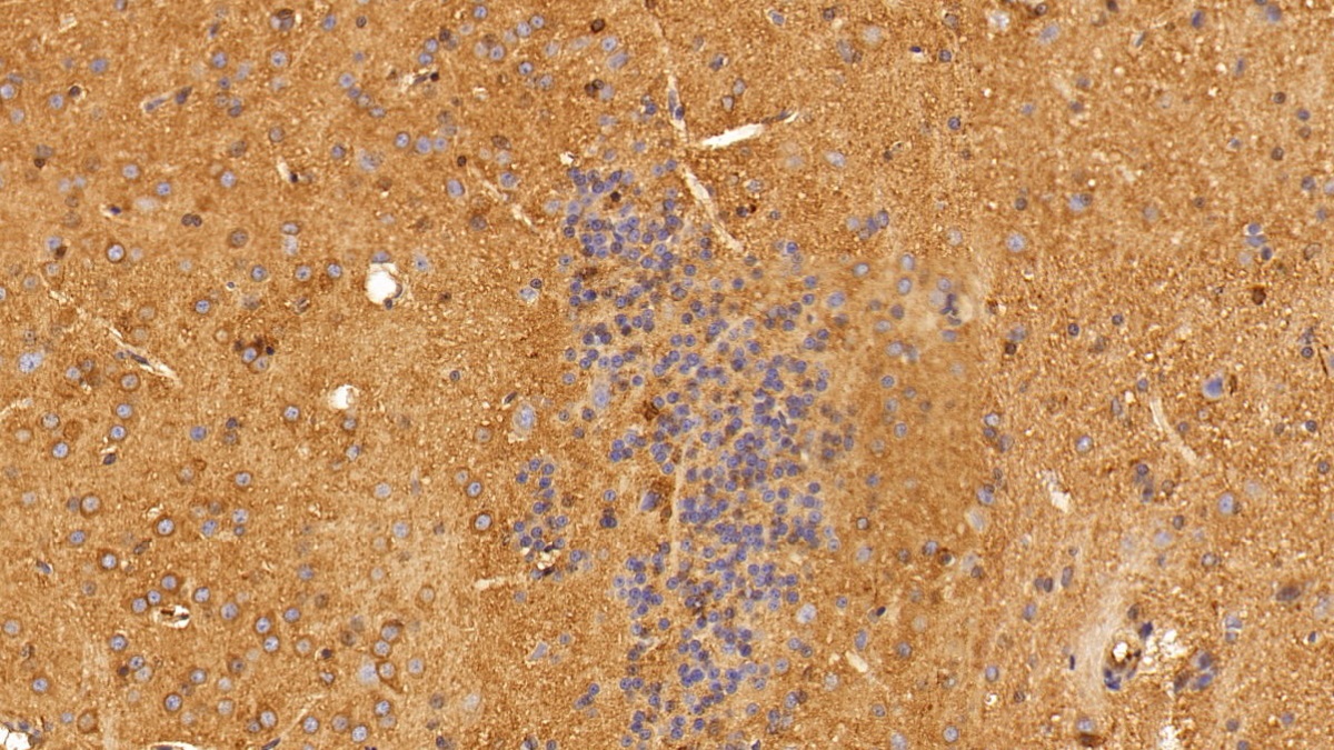 Anti-Beta Actin (ACTB) Monoclonal Antibody