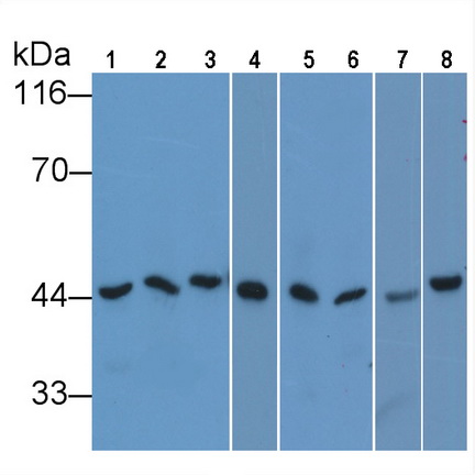 Anti-Beta Actin (ACTB) Monoclonal Antibody