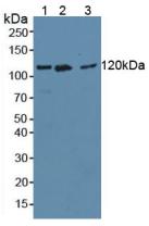 Anti-Vinculin (VCL) Monoclonal Antibody