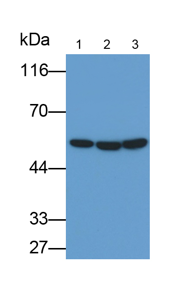 Anti-Tubulin Beta (TUBb) Monoclonal Antibody