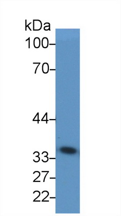 Anti-Glyceraldehyde-3-Phosphate Dehydrogenase (GAPDH) Monoclonal Antibody