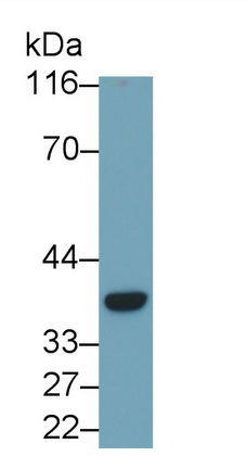Anti-Glyceraldehyde-3-Phosphate Dehydrogenase (GAPDH) Monoclonal Antibody