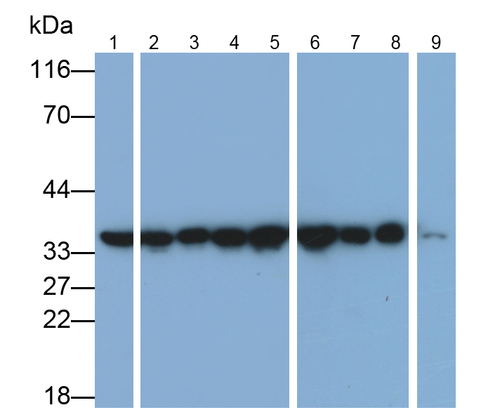 Anti-Glyceraldehyde-3-Phosphate Dehydrogenase (GAPDH) Monoclonal Antibody