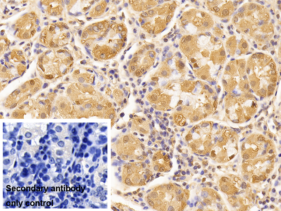Anti-Lamin B1 (LMNB1) Monoclonal Antibody