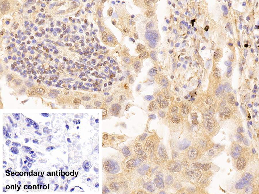 Anti-Lamin B1 (LMNB1) Monoclonal Antibody