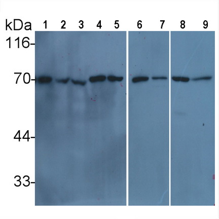 Anti-Lamin B1 (LMNB1) Monoclonal Antibody