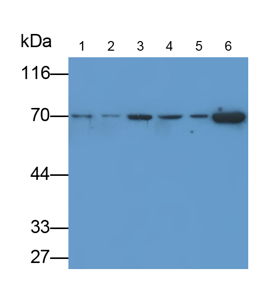 Anti-Lamin B1 (LMNB1) Monoclonal Antibody