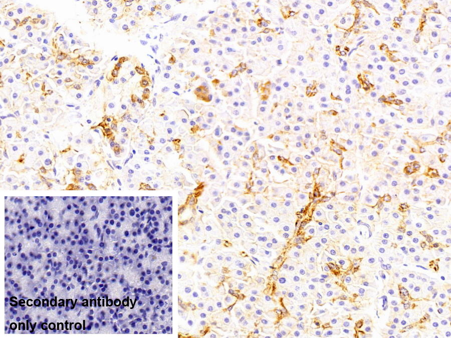Anti-ATPase, Na+/K+ Transporting Alpha 1 Polypeptide (ATP1a1) Polyclonal Antibody