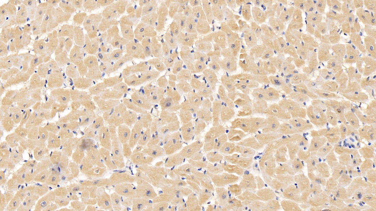 Anti-Voltage Dependent Anion Channel Protein 1 (VDAC1) Monoclonal Antibody