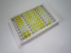 ELISA Kit for Angiotensin II (AngII)