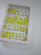 ELISA Kit for Immunoglobulin G1 (IgG1)