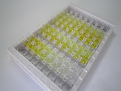 ELISA Kit for Estrone Sulfate (E1S)