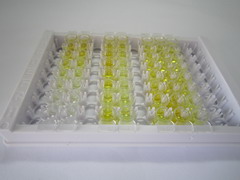 ELISA Kit for Atrial Natriuretic Peptide (ANP)