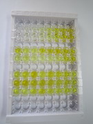 ELISA Kit for Anti-Mullerian Hormone (AMH)