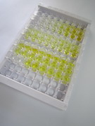 ELISA Kit for Bovine Serum Albumin (BSA)