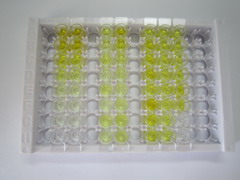 ELISA Kit for Orexin (OX)