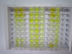 ELISA Kit for Copeptin (CPP)