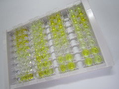 ELISA Kit for Luteinizing Hormone (LH)