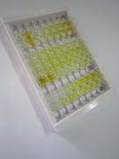 ELISA Kit for Luteinizing Hormone (LH)