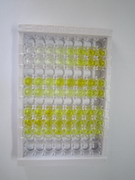 ELISA Kit for C-Peptide (CP)