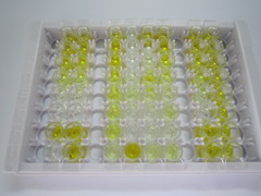 ELISA Kit for Endothelin 1 (EDN1)