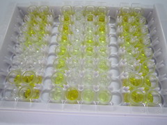 ELISA Kit for Endothelin 1 (EDN1)