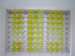 ELISA Kit for Endothelin 1 (EDN1)