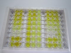 ELISA Kit for Endothelin 1 (EDN1)