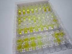 ELISA Kit for Endothelin 1 (EDN1)