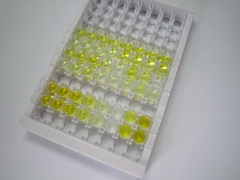 ELISA Kit for N-Terminal Pro-Brain Natriuretic Peptide (NT-ProBNP)