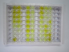 ELISA Kit for D-Dimer (D2D)