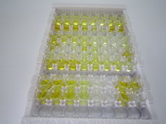 ELISA Kit for Brain Natriuretic Peptide (BNP)