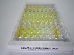 ELISA Kit for Fibroblast Growth Factor 2, Basic (FGF2)