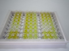 ELISA Kit for Fibroblast Growth Factor 2, Basic (FGF2)