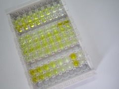 ELISA Kit for Somatostatin (SST)