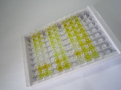 ELISA Kit for Cross Linked C-Telopeptide Of Type I Collagen (CTXI)