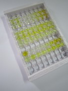 ELISA Kit for Kallikrein 6 (KLK6)