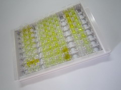ELISA Kit for Cholecystokinin (CCK)