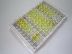 ELISA Kit for Cholecystokinin (CCK)