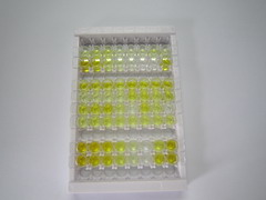 ELISA Kit for Beta-Endorphin (bEP)