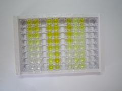 ELISA Kit for Beta-Endorphin (bEP)