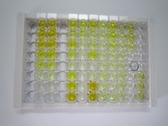 ELISA Kit for Neuromedin S (NMS)