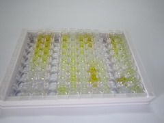 ELISA Kit for Corticotropin Releasing Factor (CRF)