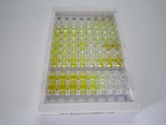 ELISA Kit for Corticotropin Releasing Factor (CRF)