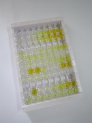 ELISA Kit for Epinephrine (EPI)