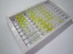 ELISA Kit for Cross Linked C-Telopeptide Of Type III Collagen (CTXIII)