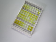 ELISA Kit for Alpha-Crosslaps (aCTx)